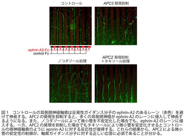 090916fig1.jpg