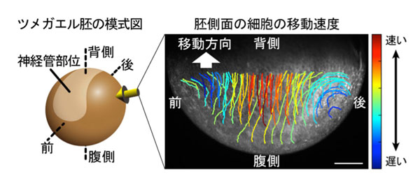 fig2.jpg