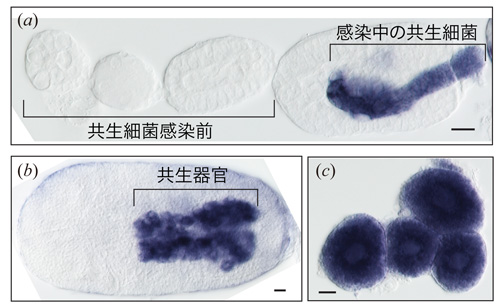 fig2.jpg