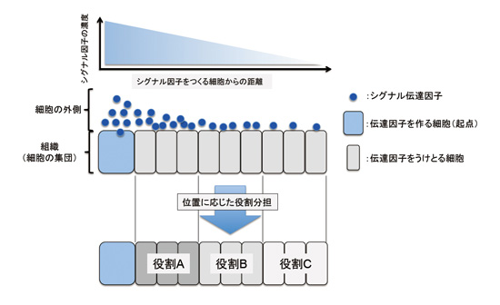 fig1s.jpg