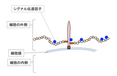 fig2s.jpg