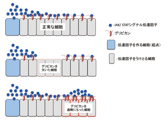 fig3s.jpg