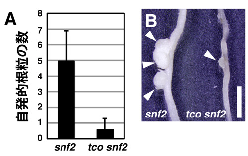 fig1.jpg