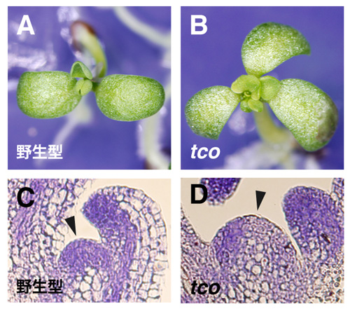 fig2.jpg