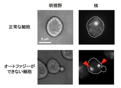 fig2.jpg