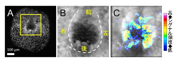 fig2.jpg