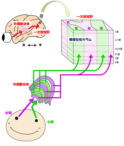 fig1.jpg