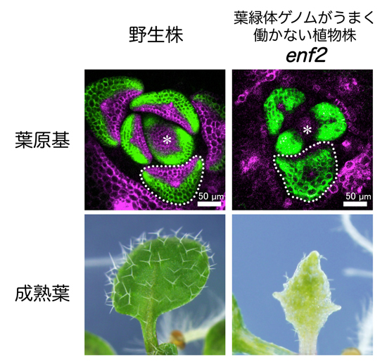 fig3.jpg