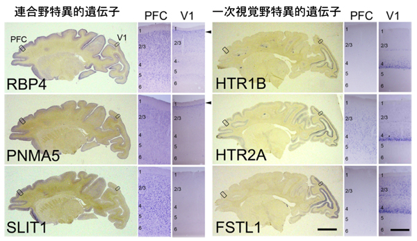 fig1.jpg