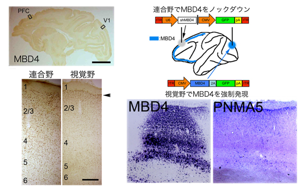 fig3.jpg