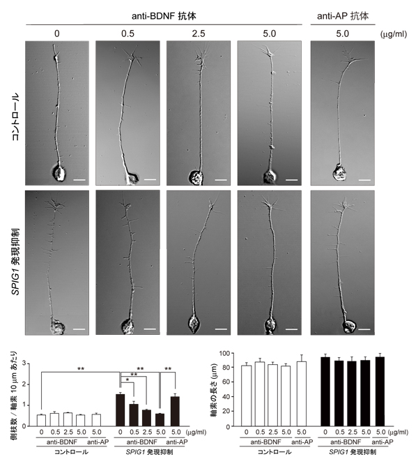 fig2.jpg