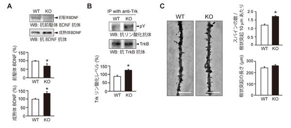 fig3.jpg