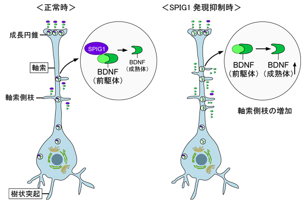 fig4.jpg