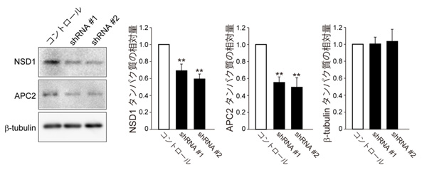 fig2.jpg