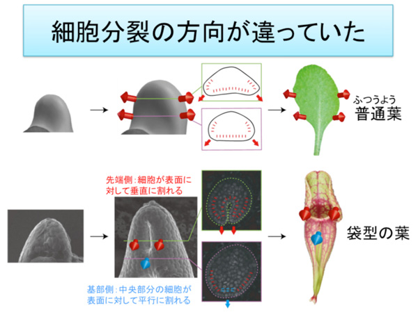 fig4.jpg