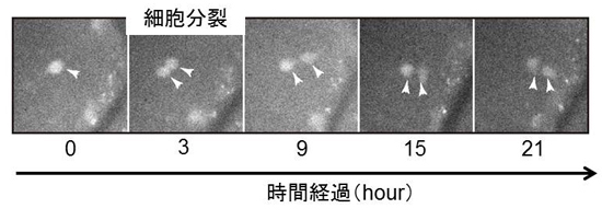 fig2.jpg