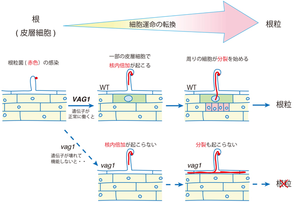 fig2.jpg