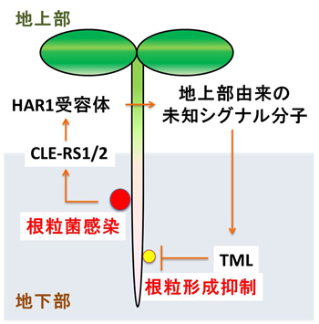 fig1.jpg