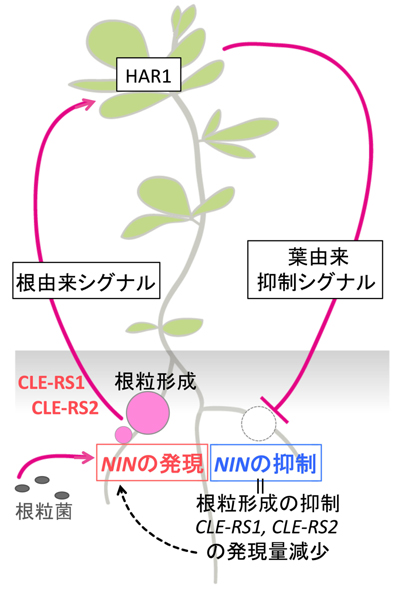 http://www.nibb.ac.jp/pressroom/news/images/140923/fig1.jpg