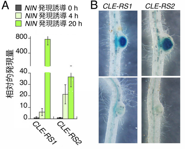 http://www.nibb.ac.jp/pressroom/news/images/140923/fig2.jpg