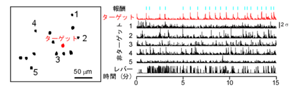 fig2.jpg