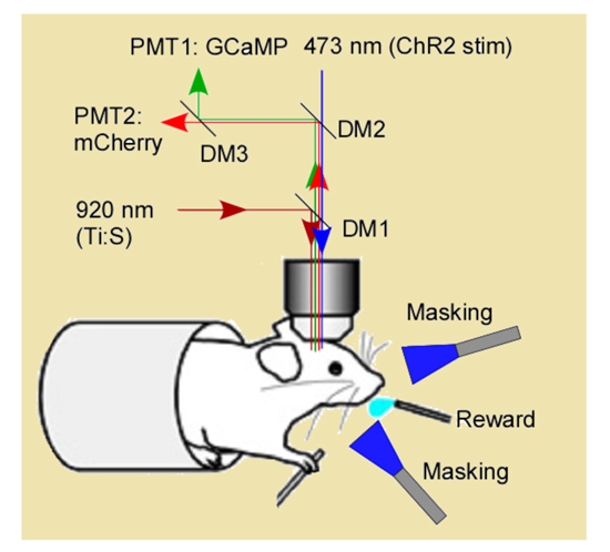 fig4.jpg