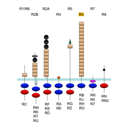 fig1.jpg