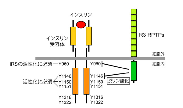 fig2.jpg