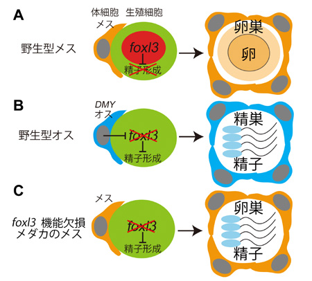 fig3.jpg