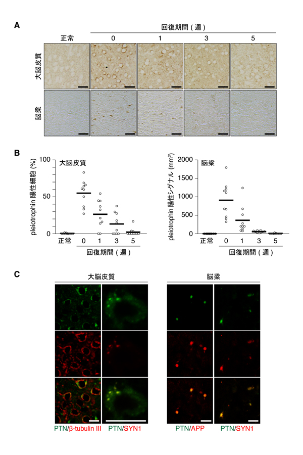 fig2.jpg