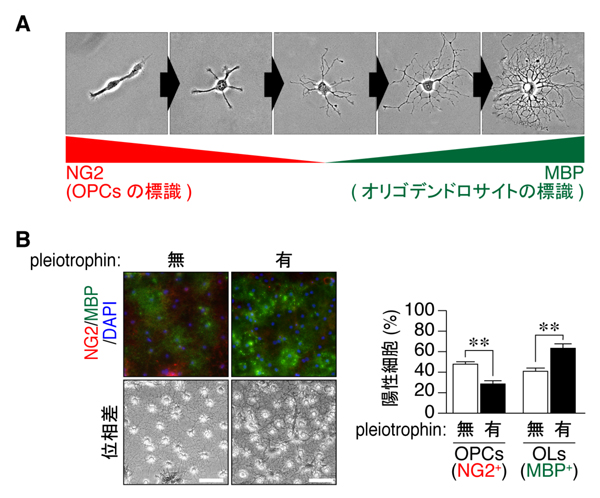 fig4.jpg