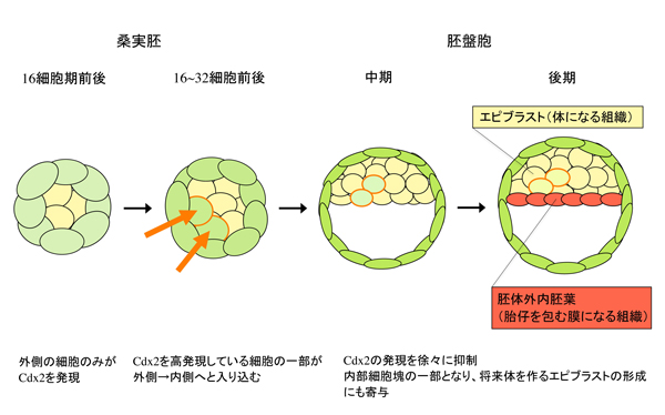 fig4.jpg