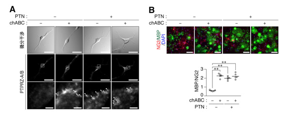 fig4.jpg