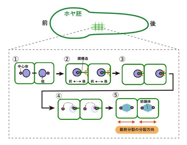 fig5.jpg