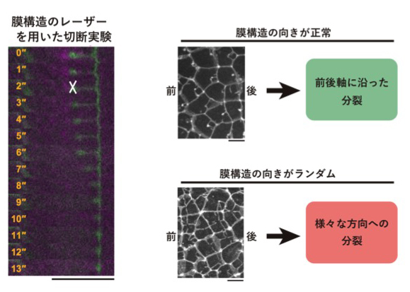 fig6.jpg