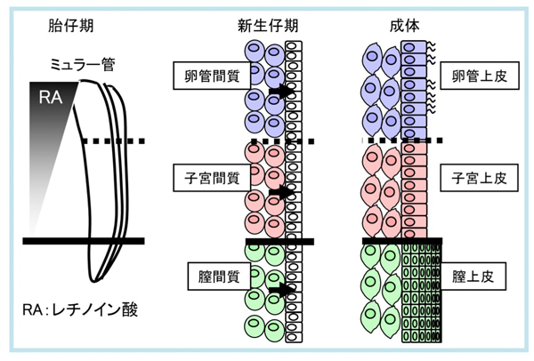 fig2.jpg