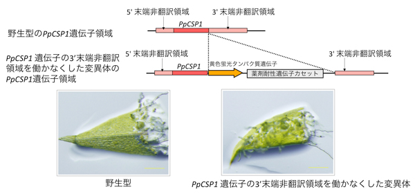 fig2.jpg