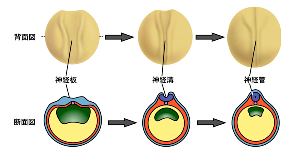 fig1.jpg