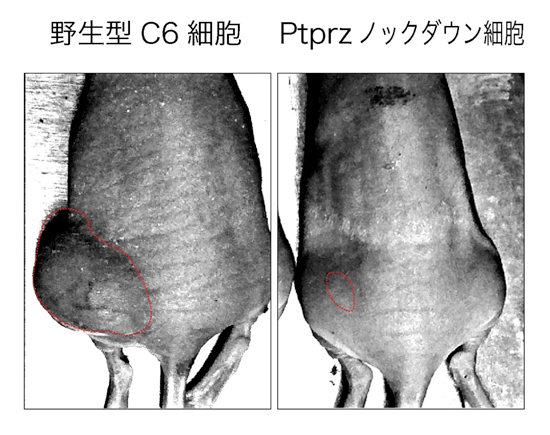 fig2.jpg