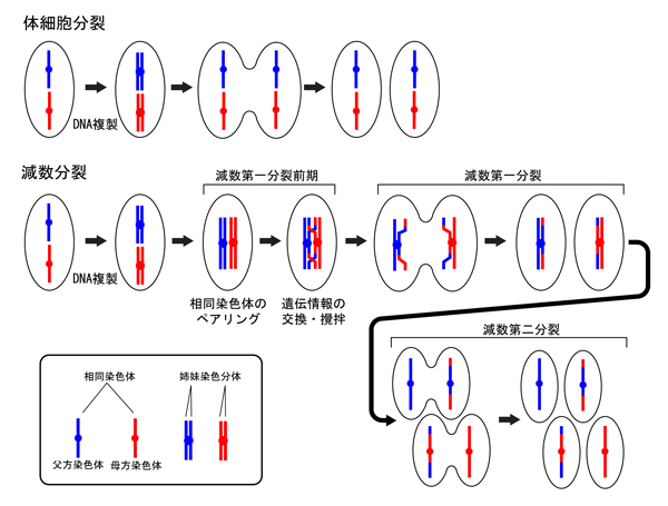 fig1.jpg