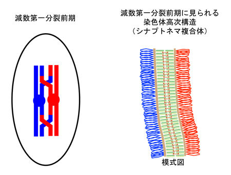 fig2.jpg