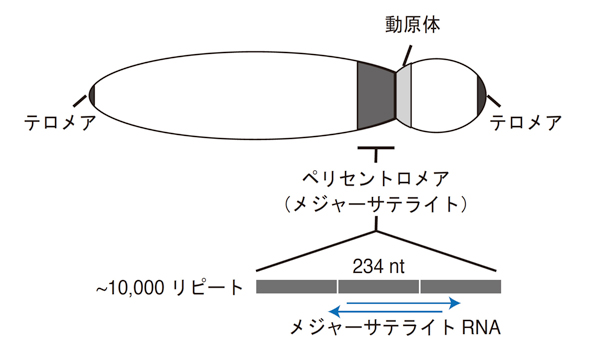 fig1.jpg