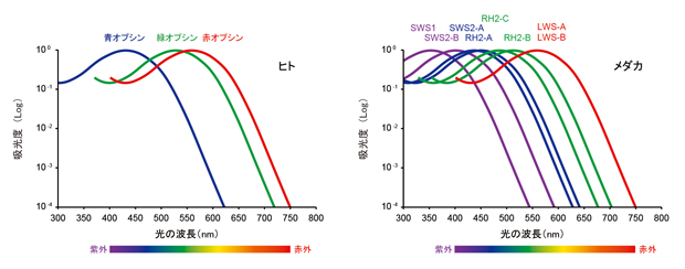 fig4-2.jpg