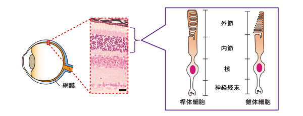 fig4.jpg