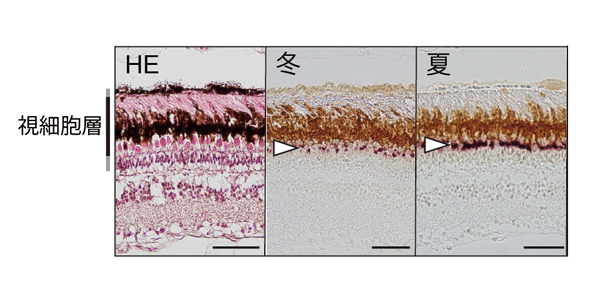 fig6.jpg