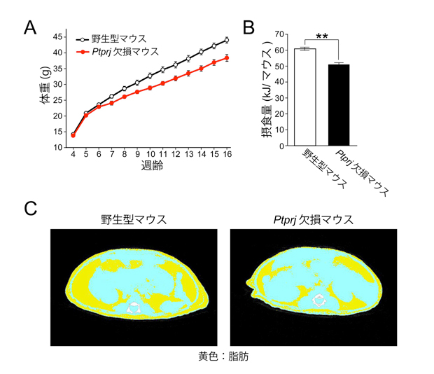 fig1.jpg