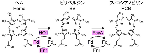 fig2.jpg