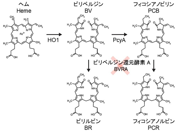 fig3.jpg