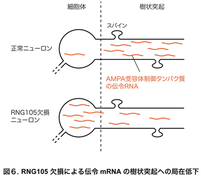 fig6.jpg