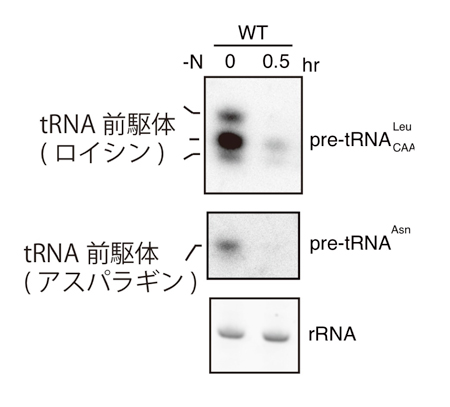 fig2.jpg